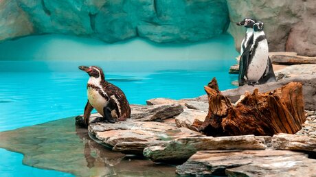 Pinguine im Zoo / © Eugenia P (shutterstock)