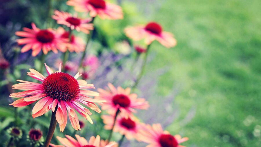 Blumen in einem Garten / © matka_Wariatka (shutterstock)