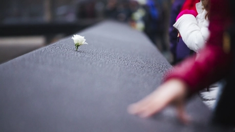 Eine Blume im 9/11 Memorial Museum in New York / © Juanan Barros Moreno (shutterstock)