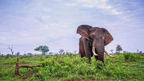 Elefant in einem afrikanischen Nationalpark / © PACO COMO (shutterstock)