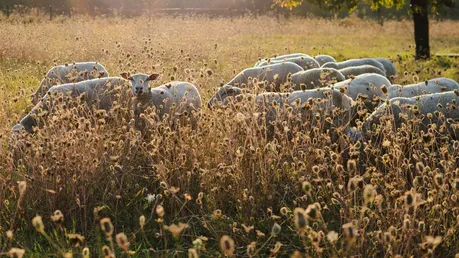 Schafherde im Morgennebel auf einer Weidefläche / © Katharina Gebauer (KNA)