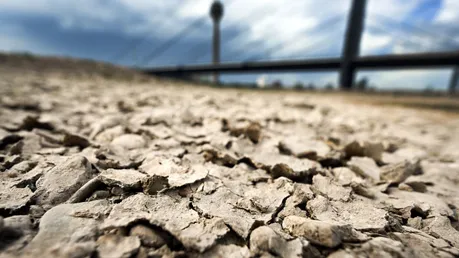 Die Erde am Rheinufer ist durch Hitze aufgeplatzt / © Federico Gambarini (dpa)