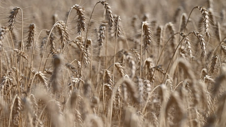 Getreide reift auf einem Feld / © Arne Dedert (dpa)