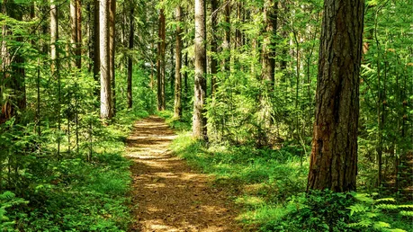 Wald, Waldfpad / © TSN52 (shutterstock)