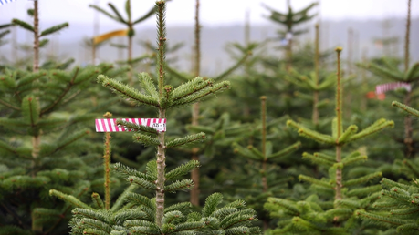 Nordmanntannen auf einer Weihnachtsbaumplantage / © Karl-Josef Hildenbrand (dpa)