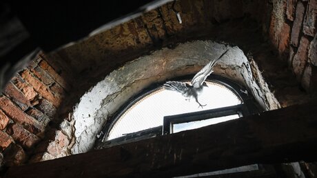 Symbolbild Vogel in einem Kirchturm / © Julia Steinbrecht (KNA)