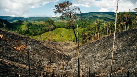 In den vergangenen Jahren erlebte Kolumbien einen erheblichen Anstieg der Zahl der Waldbrände. Als Grund dafür gilt neben landwirtschaftlicher Brandrodung vor allem der Klimawandel. / © Brester Irina (shutterstock)