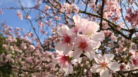Frühlingsblüten / © Chris Lu