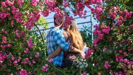 Ein Liebespaar umarmt sich vor einem herzförmigen Rosenstrauch / © Stefano Dal Pozzolo/Romano Siciliani (KNA)