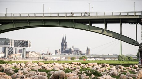 Blick auf den Kölner / © Franco Casaccia (KNA)