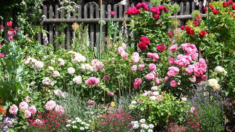 Symbolbild Blumen in einem Garten / © MaCross-Photography (shutterstock)