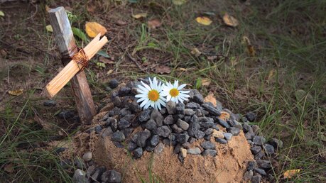 Das Grab eines geliebten Haustiers einer Familie. Ein Sandhügel mit handgefertigtem Holzkreuz und zweier Gänseblümchen. / © busliq (shutterstock)