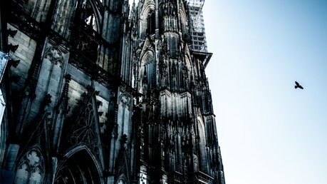Blick auf den Kölner Dom / © Weronika Natur (shutterstock)