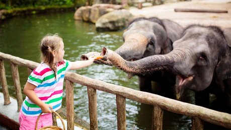 Symbolbild Kind mit Elefanten in einem Zoo / © FamVeld (shutterstock)
